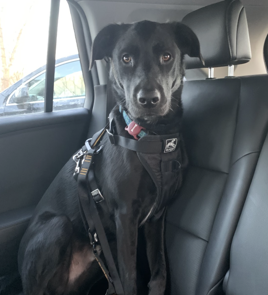 Felix: Mixed breed, age 4